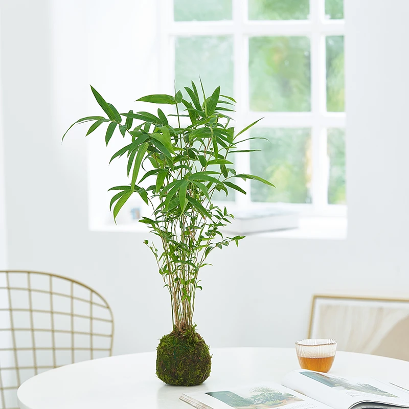 水培苔藓球客厅盆栽绿植办公室