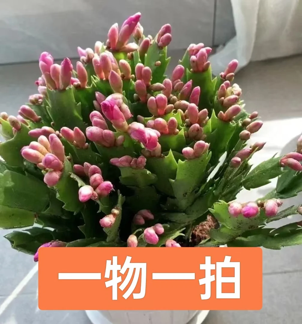 年宵花【一物一拍】带花苞阳台室内室外种好室内外种好绿植好养活