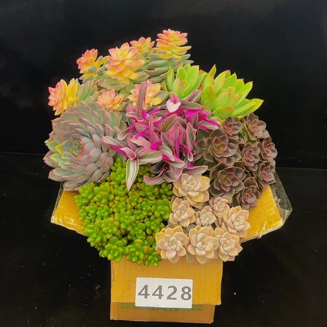 4428多肉植物套餐脱土发53.8冷链包邮