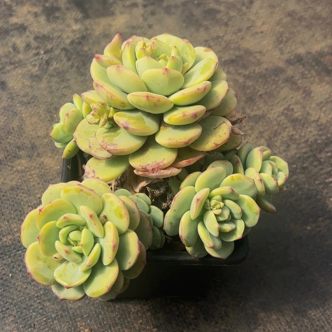 香草老桩多带盆土发