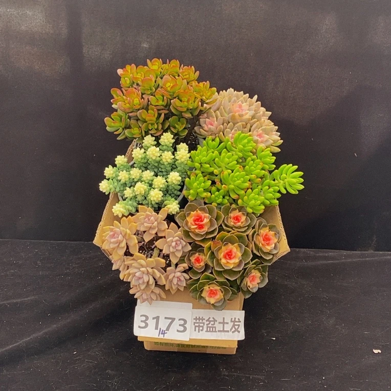 3173多肉植物组合套餐带盆土发冷链包邮