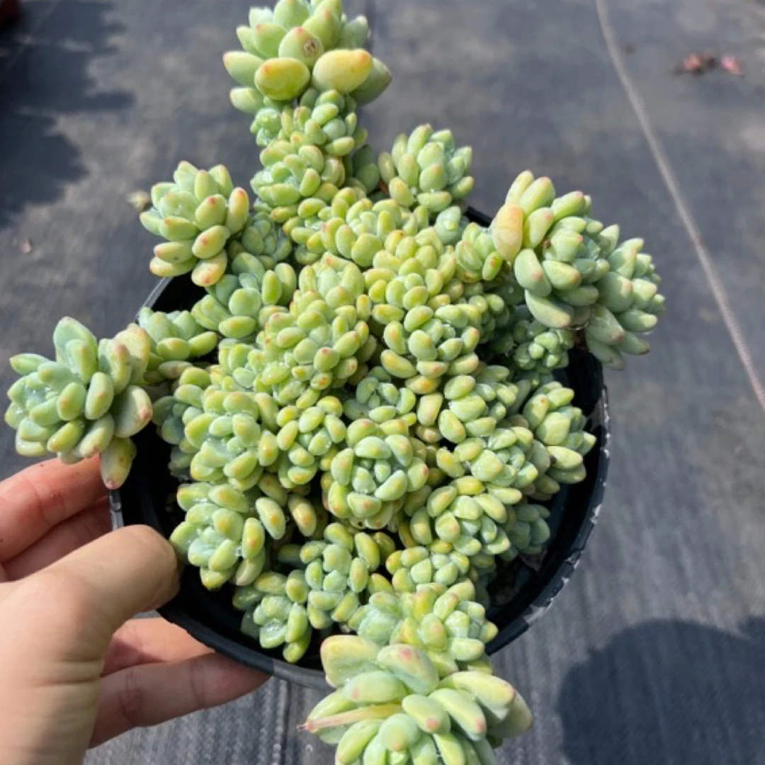 仔多多老桩香味劳尔冷链包邮发货