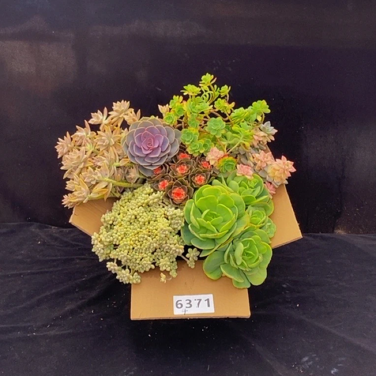 6371《七夕浪漫礼》脱土发冷链包邮