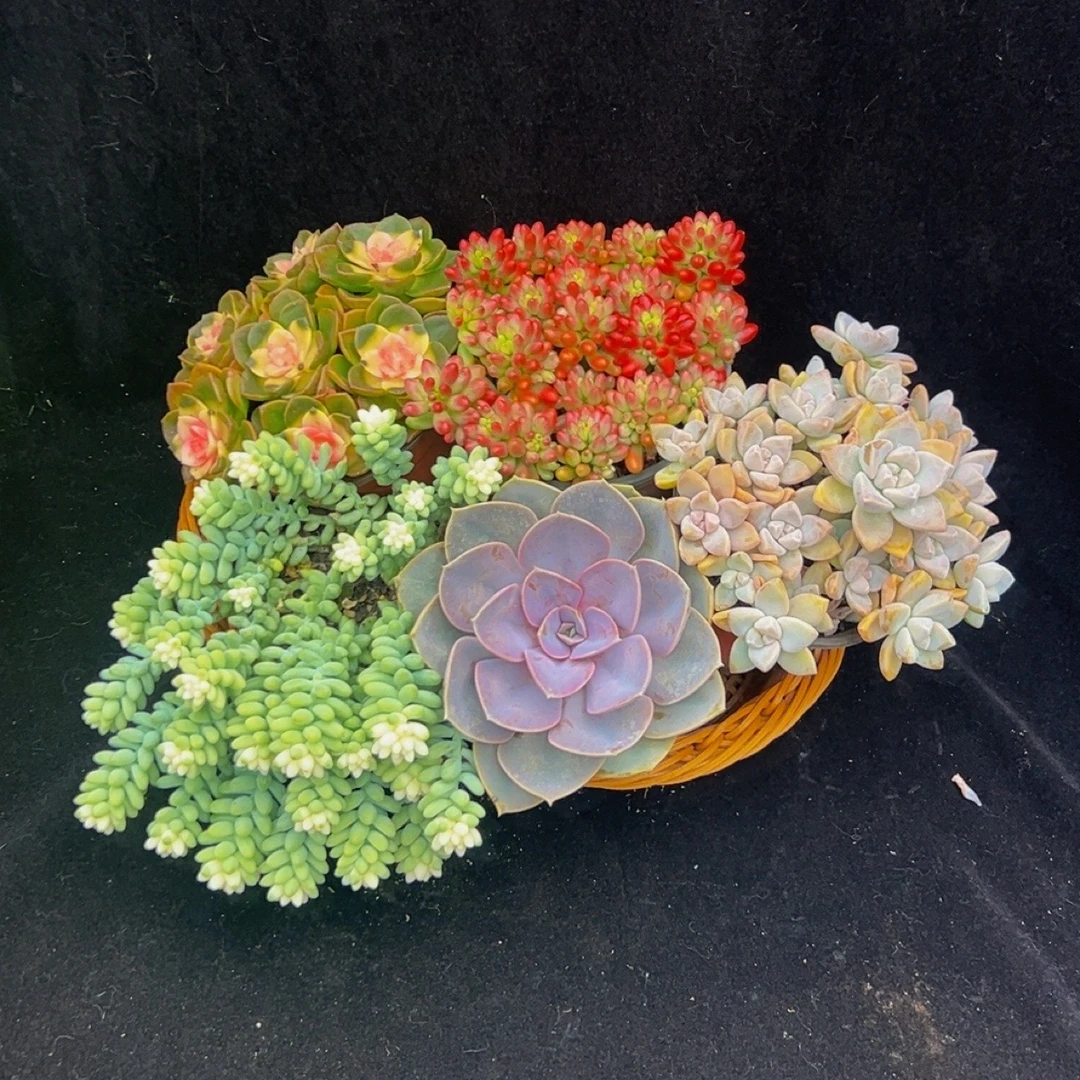 B224多肉植物套餐5个品种，不含篮子带盆土发