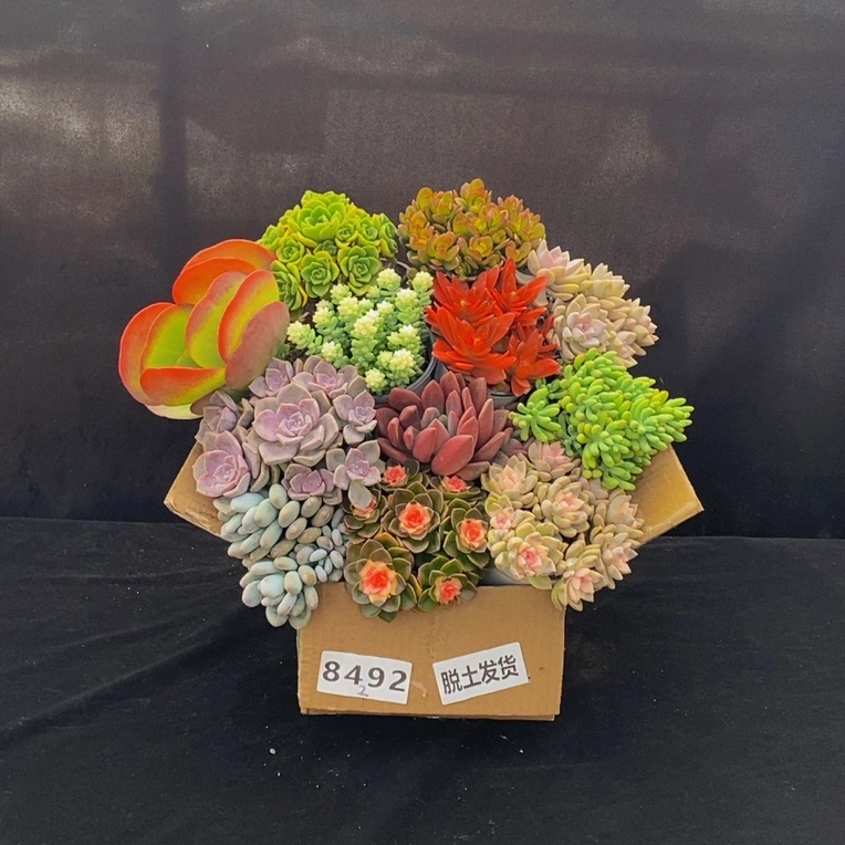 8492多肉植物组合套餐脱土发冷链包邮