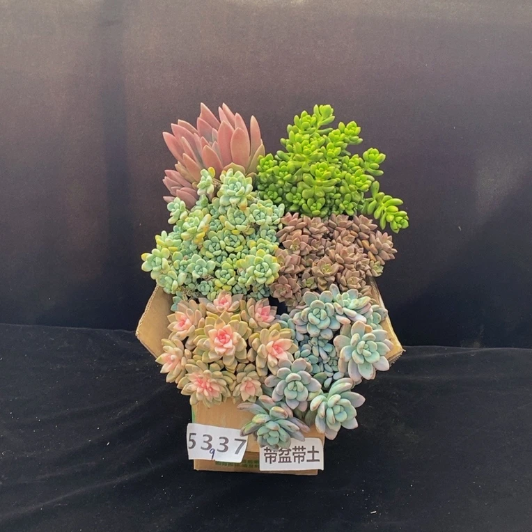 5337多肉植物组合套餐带盆土发冷链包邮