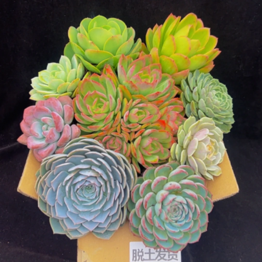 莲花座9个品种套餐脱土发货