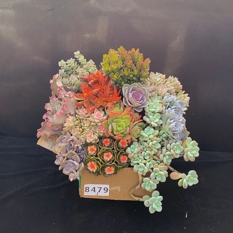 8479多肉植物组合套餐脱土发冷链包邮