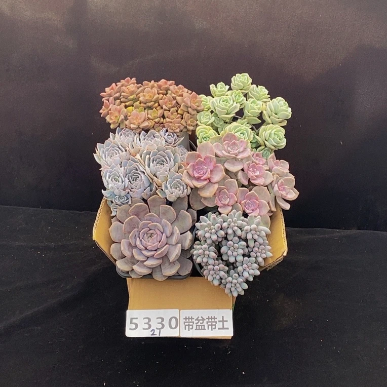 5330多肉植物组合套餐带盆土发冷链包邮