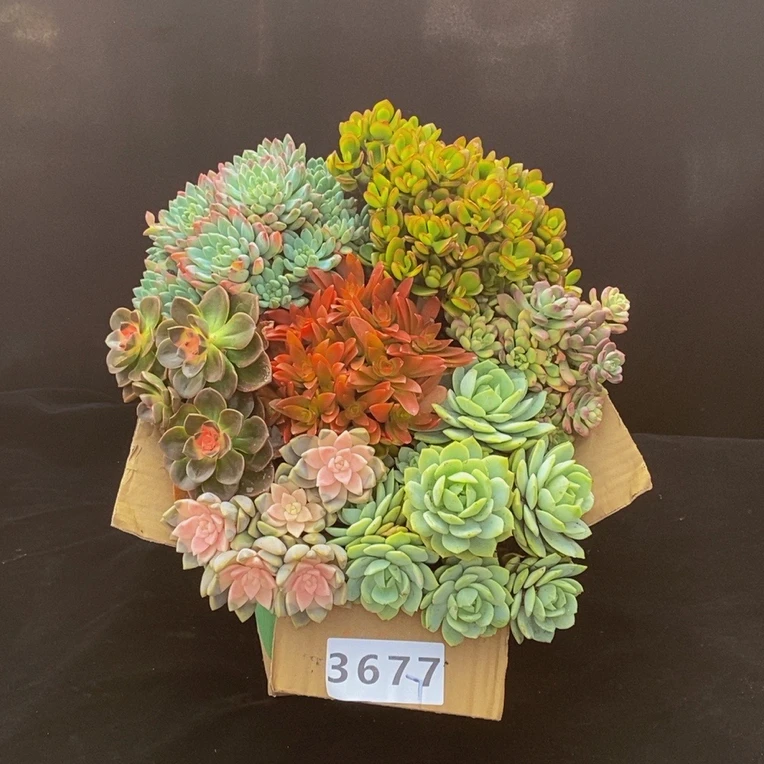 3677七夕多肉植物组合套餐脱土发冷链包邮