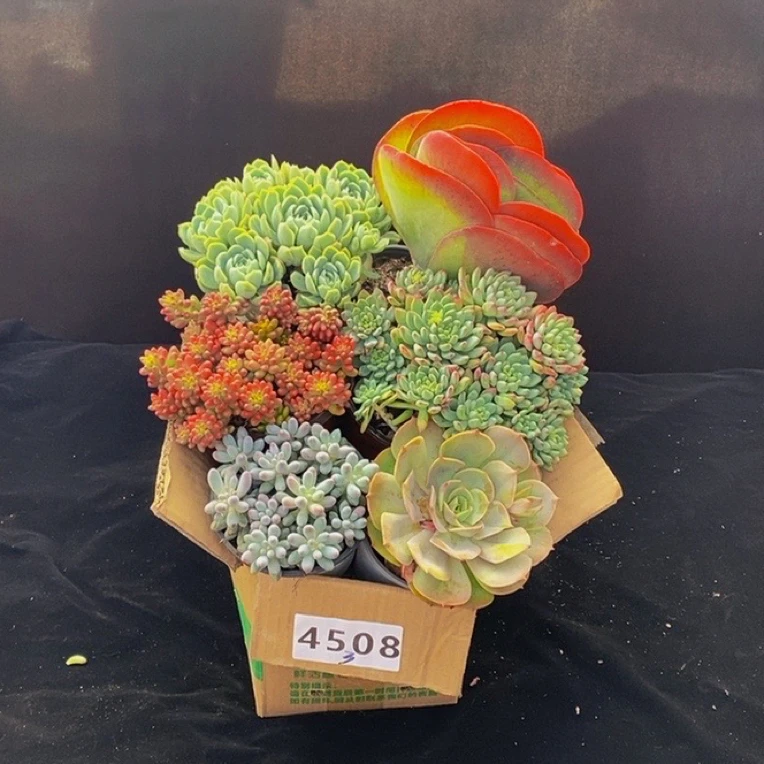 4508《七夕浪漫礼》带盆土发冷链包邮