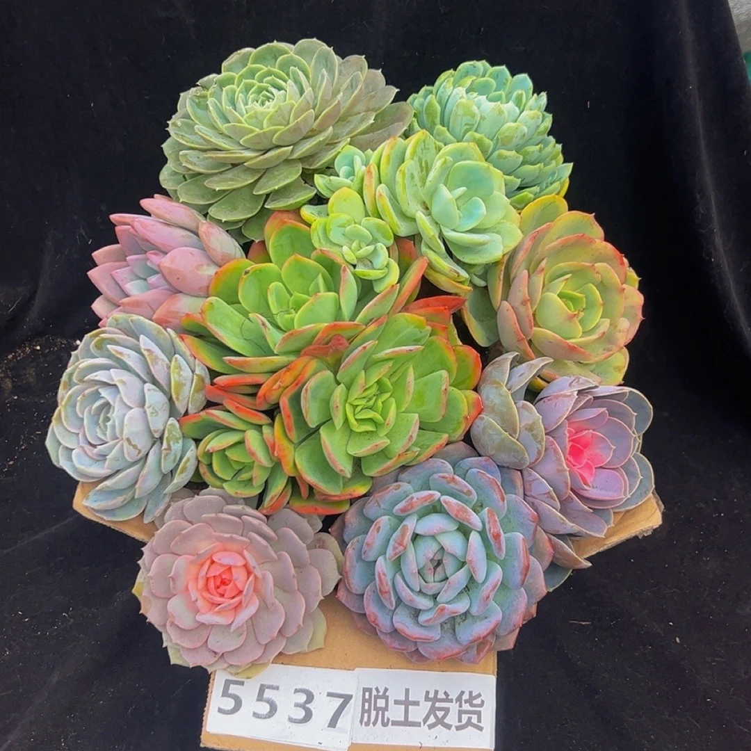 5537多肉植物套餐脱土发货包邮