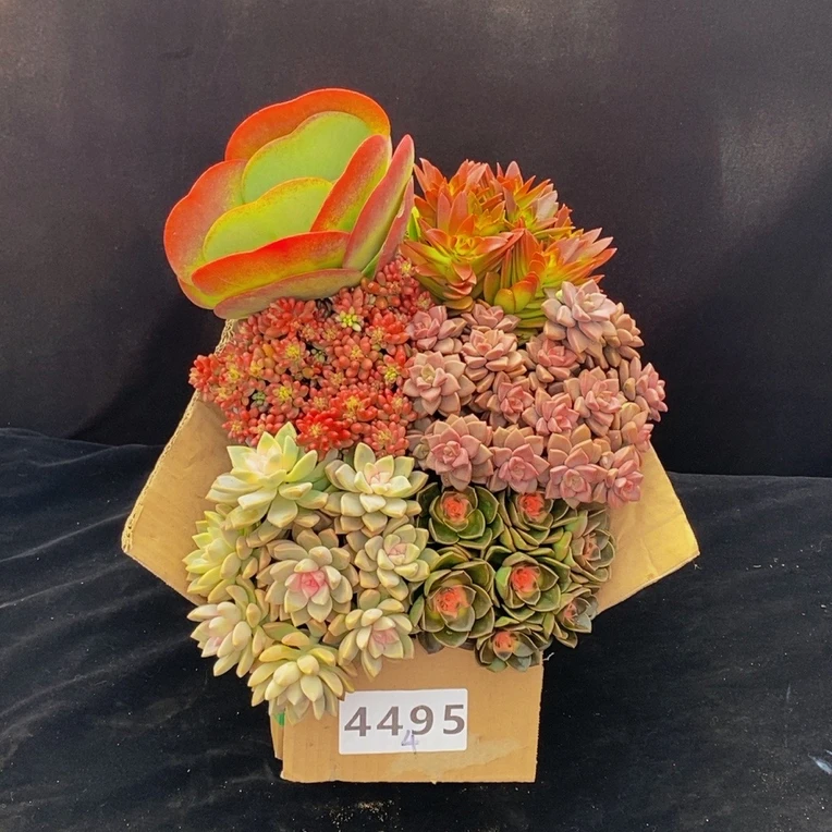 4495七夕多肉植物组合套餐带盆土发冷链包邮