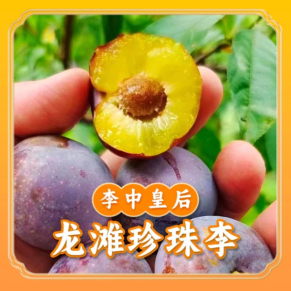 广西天峨龙滩珍珠李3斤礼盒装新鲜采摘香甜可口