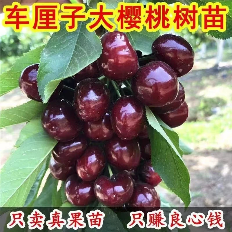车厘子树苗樱桃树南北方种植矮化品种