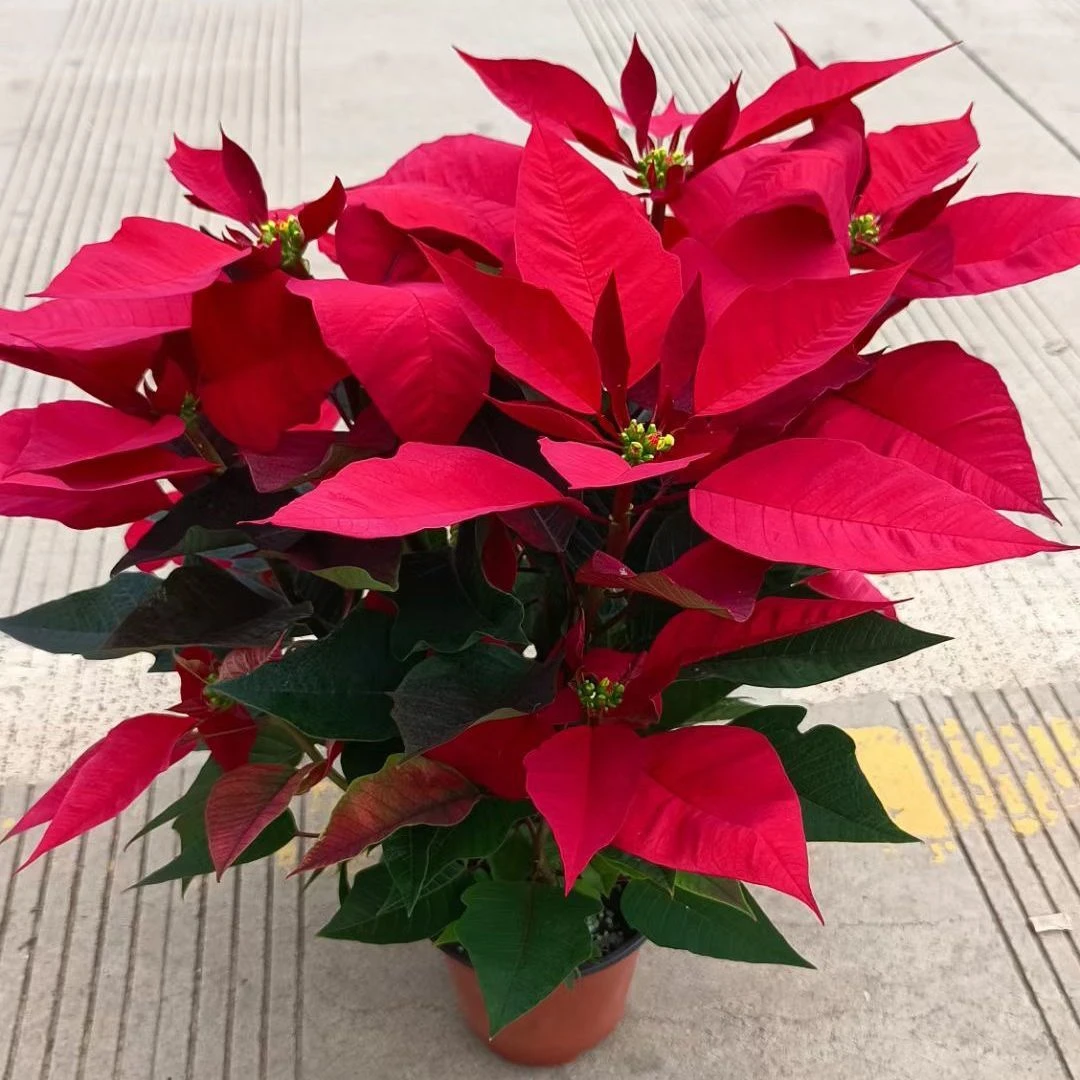 圣诞花一品红多年生阳台庭院办公室好养观花观叶成品花卉大气喜庆