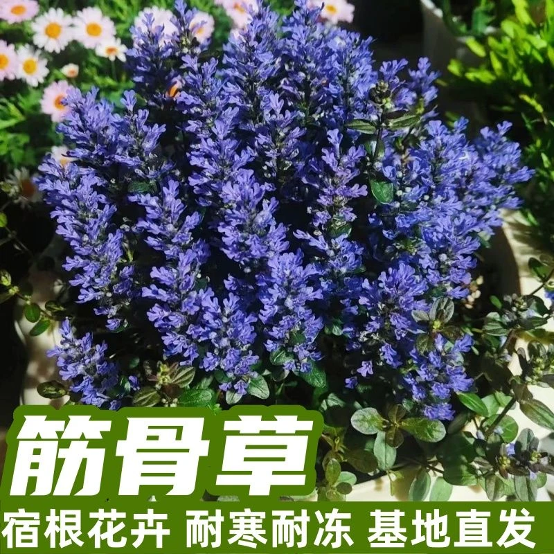 筋骨草耐寒耐热宿根花卉庭院花坛阳台花卉盆栽花苗