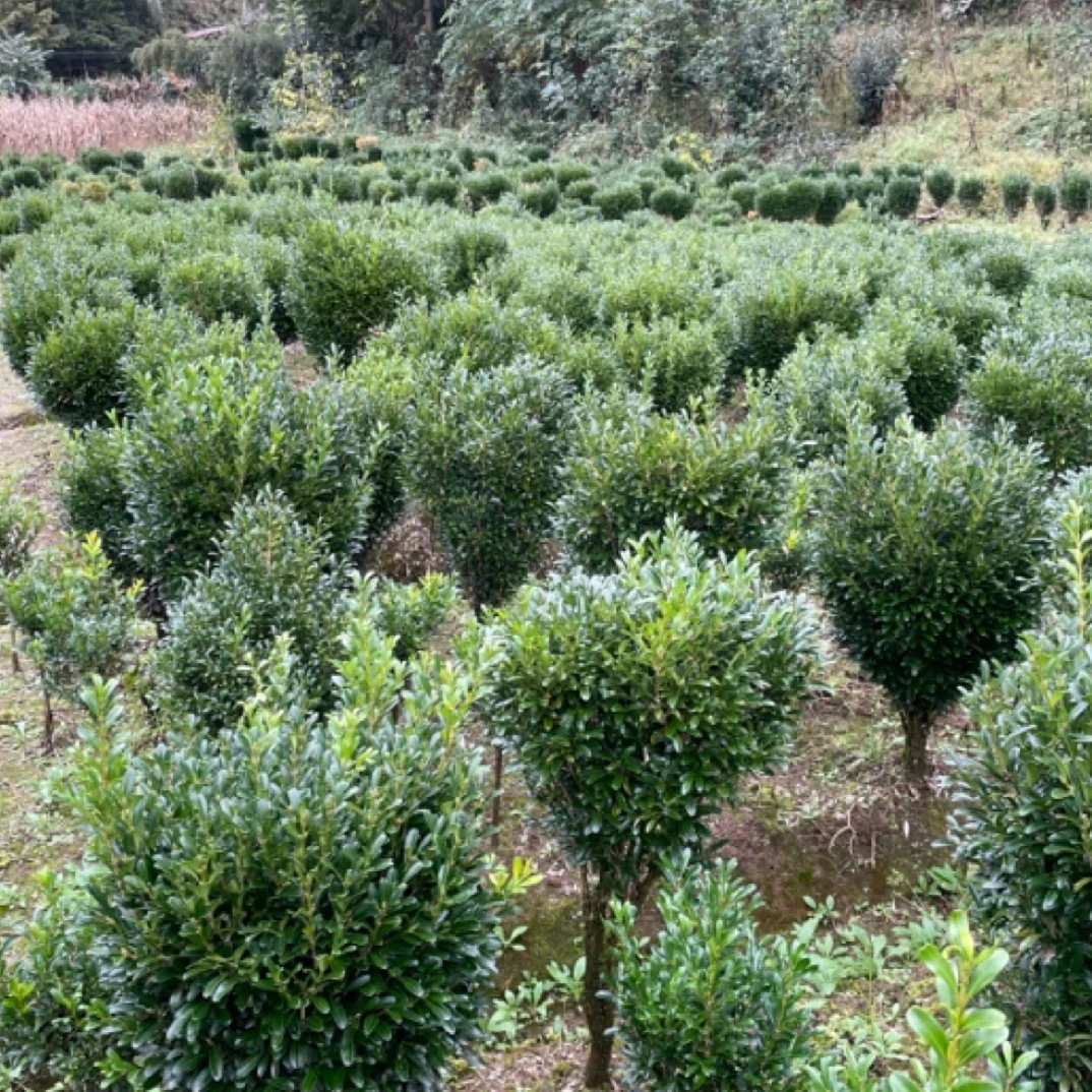 湖北雀舌黄杨基地庭院盆景地栽常青瓜子黄杨高山雀舌黄杨球带土球