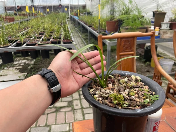 兰花种植精品售卖