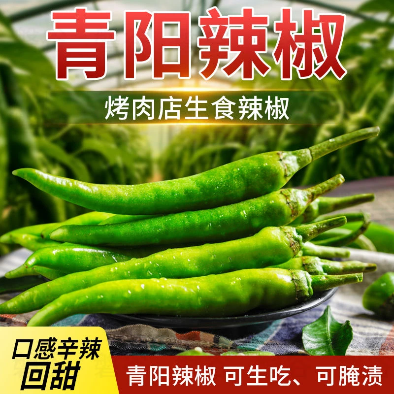 【农家自种】现摘新鲜青阳辣椒农家自种青辣椒指青椒蔬菜泡椒新鲜辣
