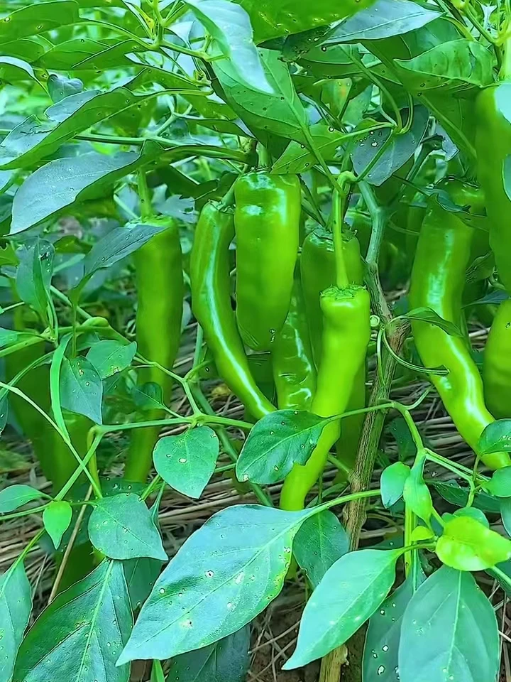 〔新鲜辣椒〕山东辣妹子辣椒特辣特香皮薄肉脆新鲜辣椒现摘现发