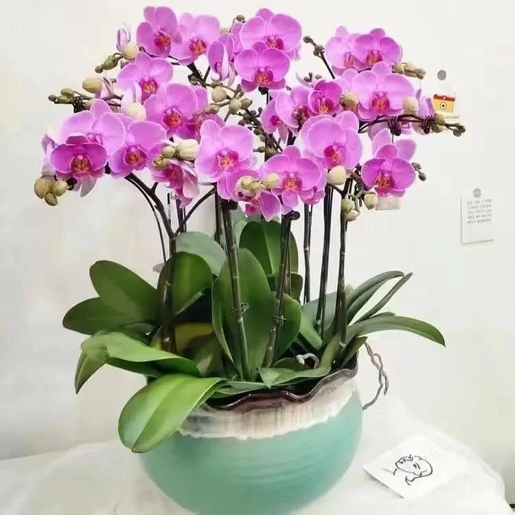 蝴蝶兰花苗盆栽兰花大苗客厅室内植物花卉四季好养活