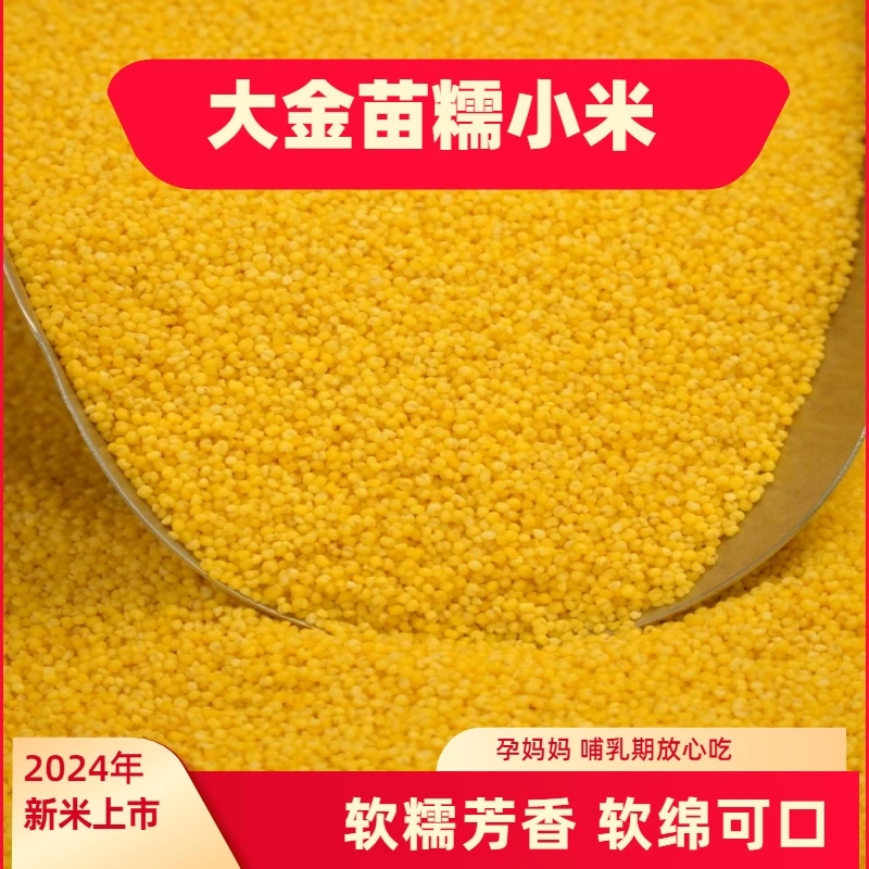 5斤内蒙赤峰（2024年新米）大金苗糯小米膳食营养软糯米香米油厚