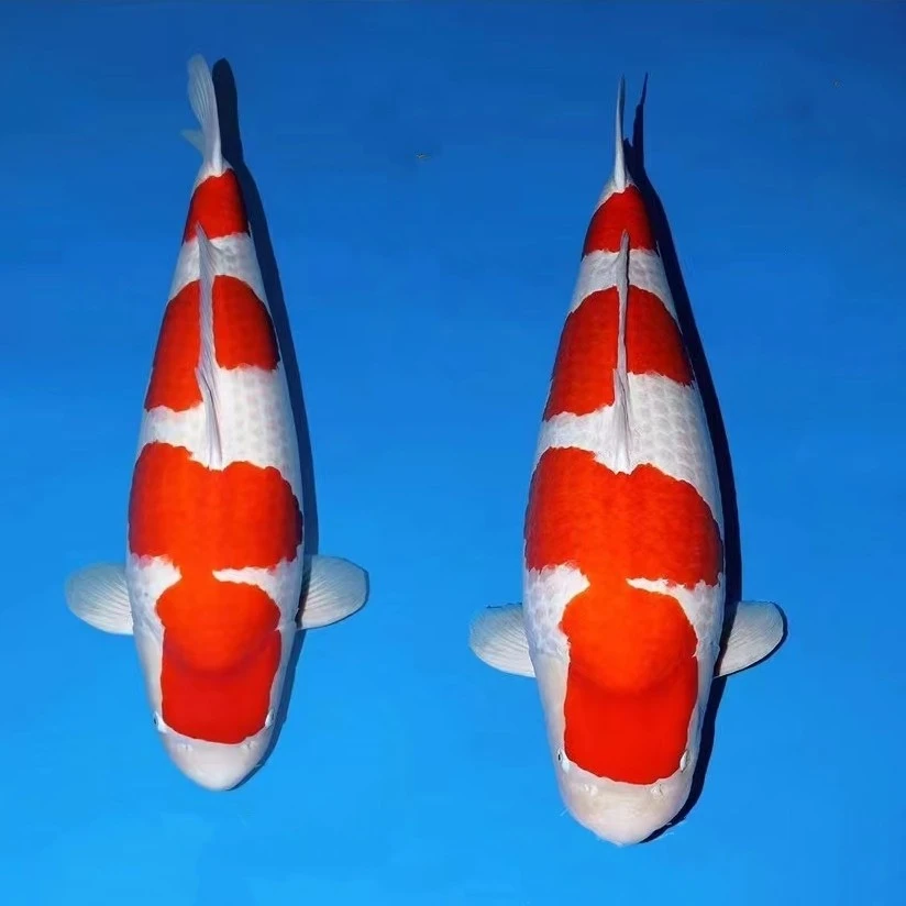 红白锦鲤鱼观赏鱼德系日系锦鲤红白冷水鱼好养耐活招财风水鱼水族