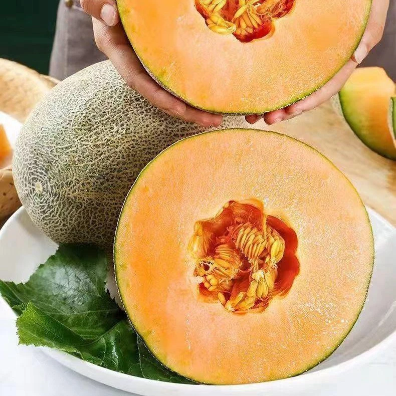 【甜蜜爆汁】正宗海南哈密瓜薄皮肉厚脆甜爽口多汁新鲜水果晓蜜25号