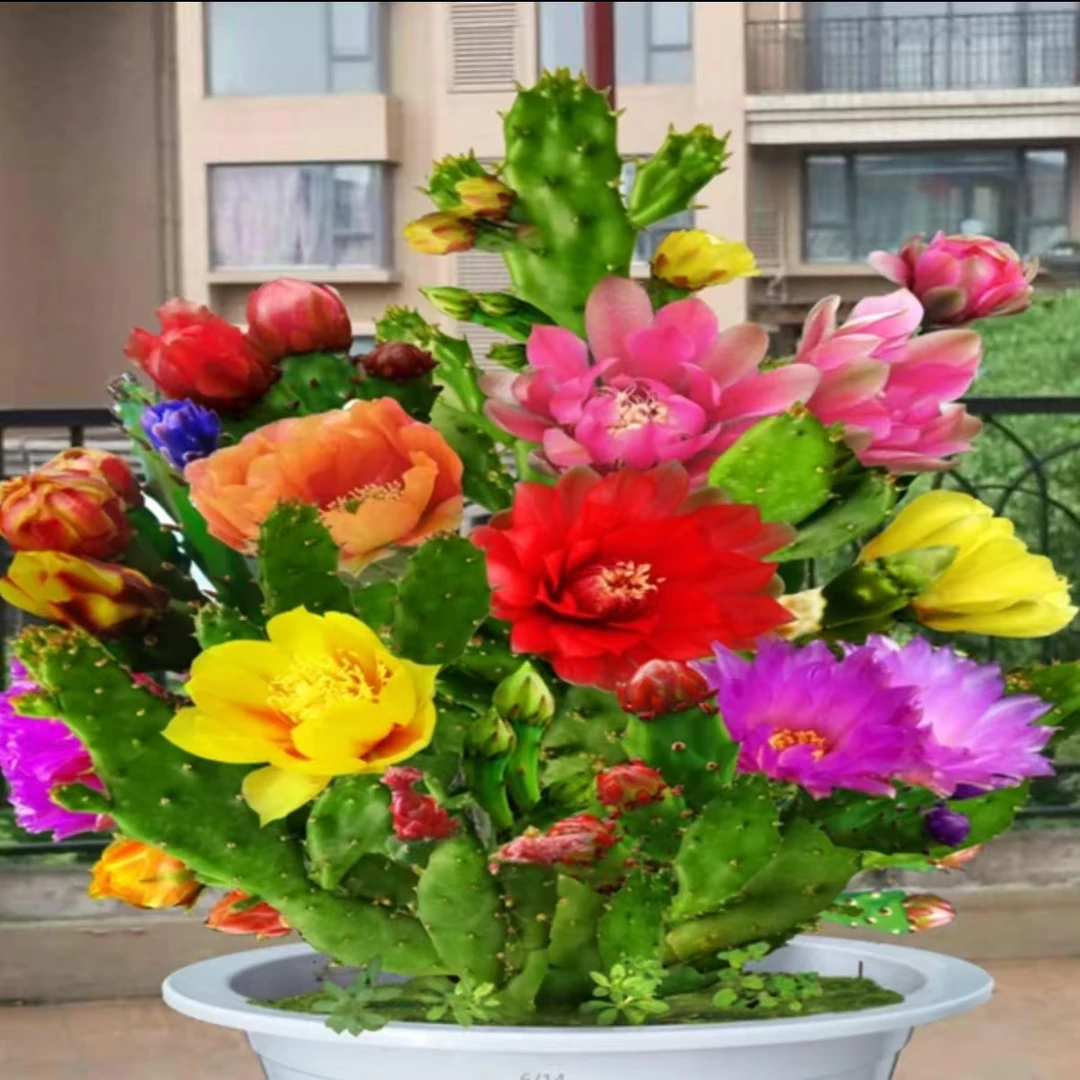 A 翡翠千手观音盆栽懒人植物一棵多色多季开花大花重瓣