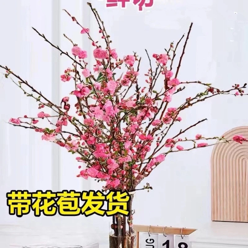 红梅色粉桃花干枝鲜花水培阳台卧室客厅水培植物