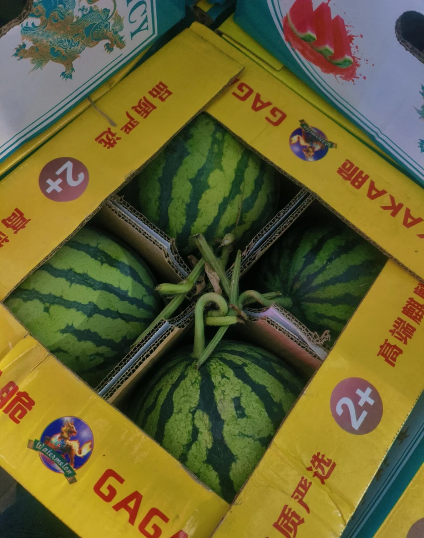 头茬麒麟无籽西瓜