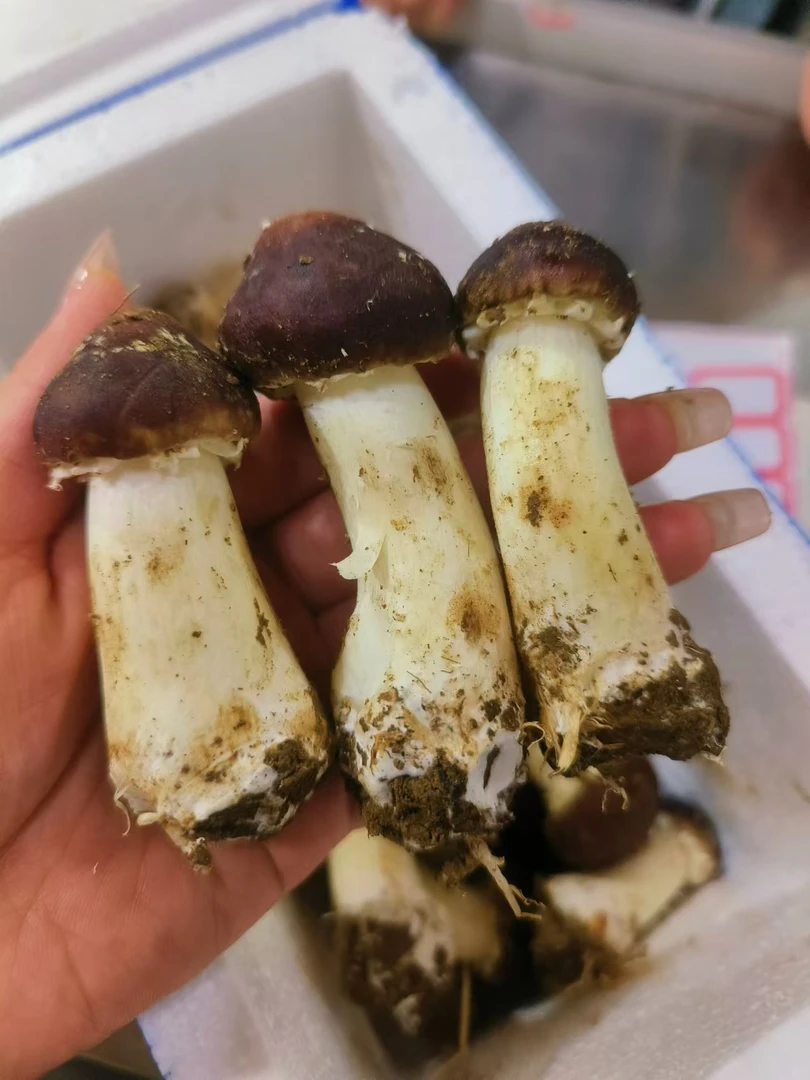 赤松茸一箱约两斤左右