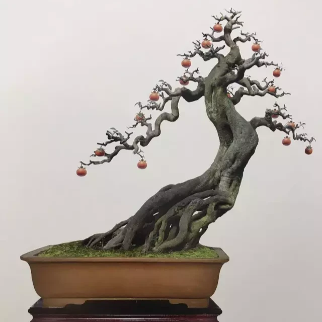 金弹子、老鸦柿盆景直播链接