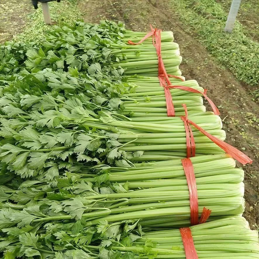【郭老师】河南新鲜小西芹农家自种现挖玻璃翠芹菜3斤5斤装带叶发货