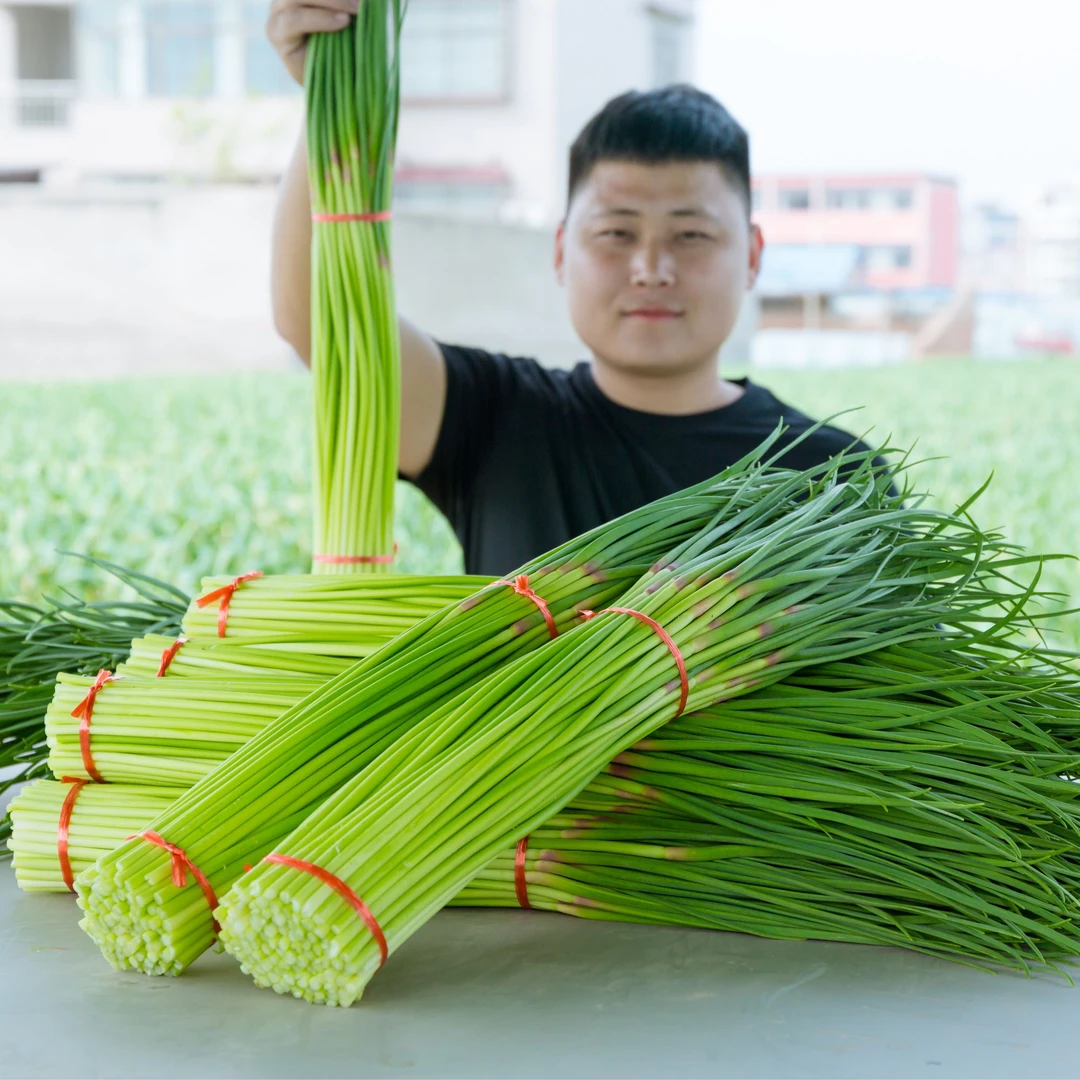 【可发顺丰】2025河南蒜苔新鲜红帽嫩蒜薹应季蔬菜现摘现发3斤5斤装