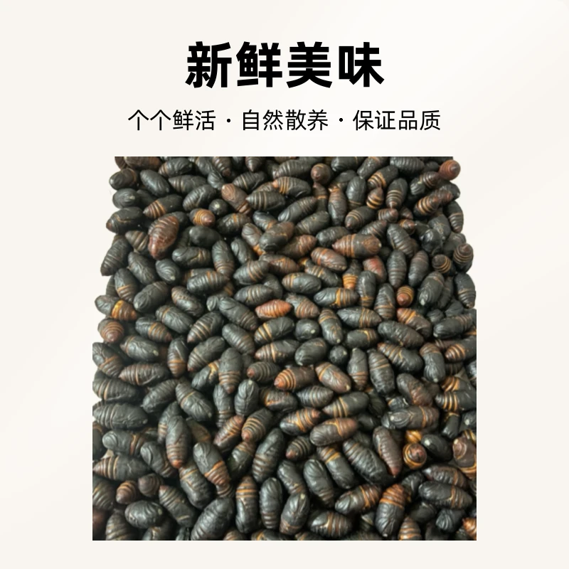 东北特产蚕蛹小黑蚕蛹3-4厘米顺丰包邮
