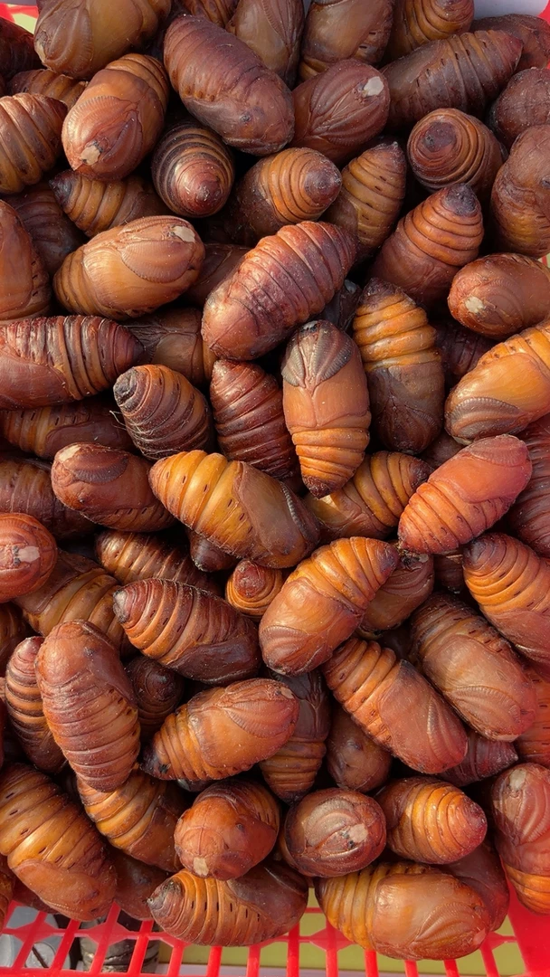 东北特产小黄蚕蛹顺丰包邮死的包赔 包冰率不含冰