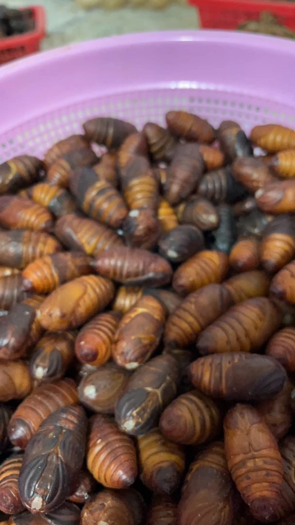 鲜活小二黄蚕蛹3-4厘米顺丰包邮