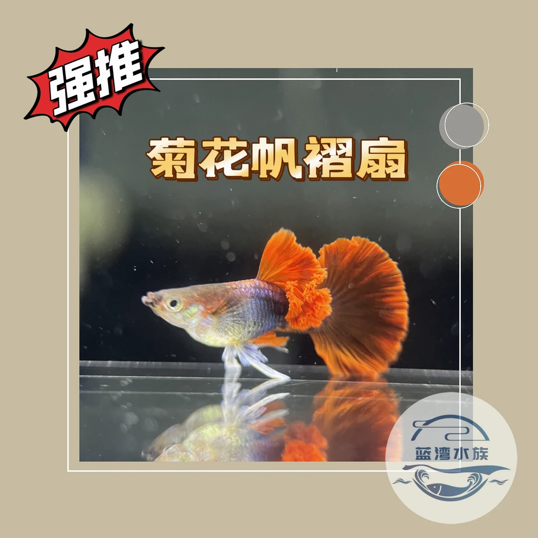 活体热带观赏鱼孔雀鱼菊花帆褶扇