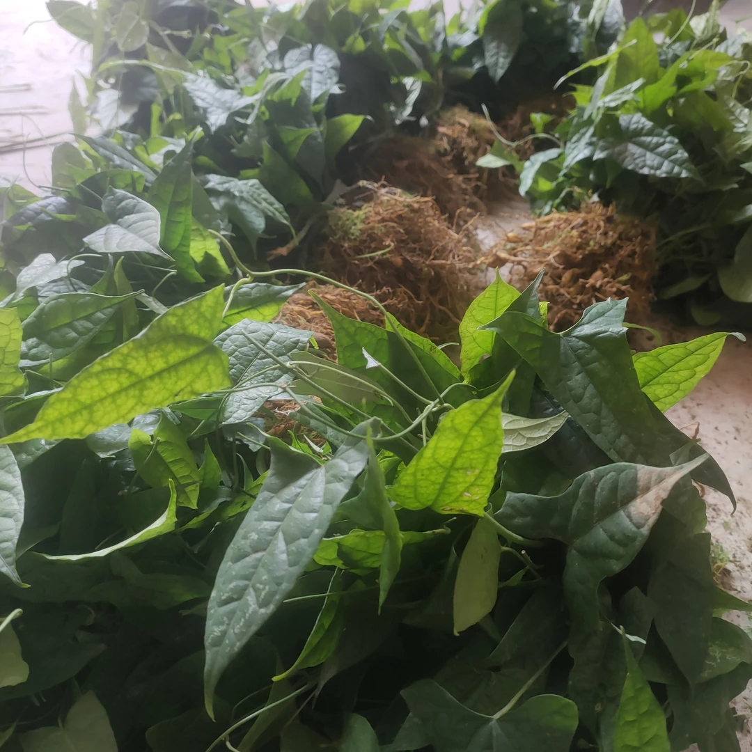 地苦胆金果榄苗种植苗地苦胆苗驯化苗