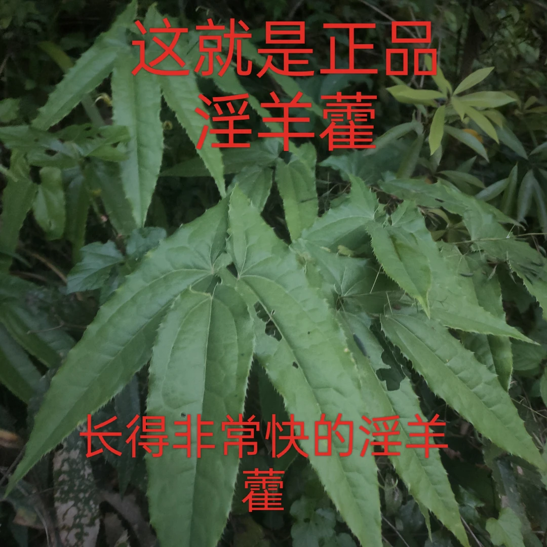 淫羊藿盆景苗淫羊藿野生淫羊藿苗种植绿植花卉药材苗
