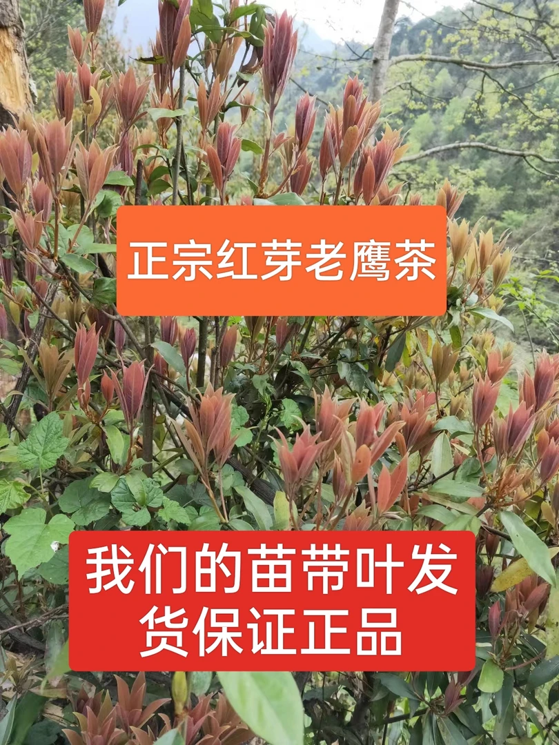 老鹰茶苗绿植老鹰茶红芽苗老鹰茶苗裸根和杯苗种植苗