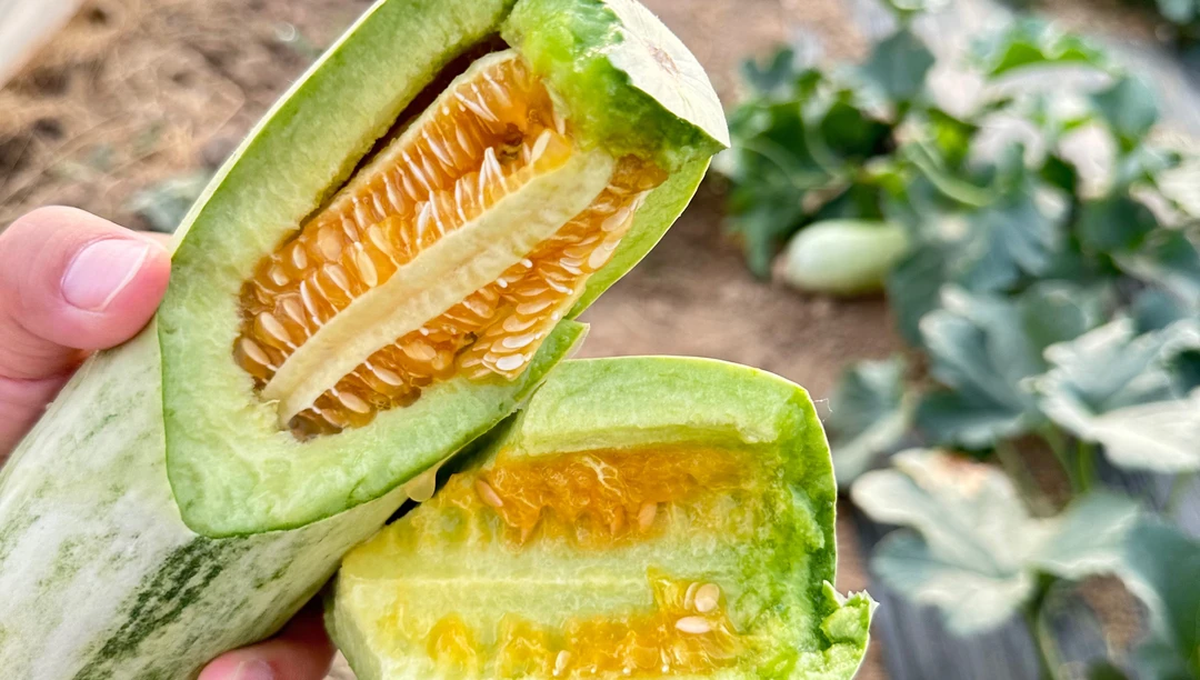 博洋61羊角蜜甜瓜苗现摘现发自家大棚种植真空包装发货