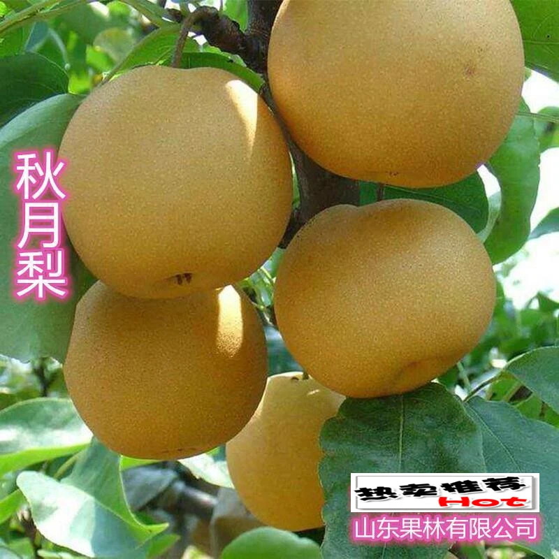 秋月梨树果苗盆栽地栽梨树苗北方种植沙梨砀山梨苹果梨雪梨树树苗