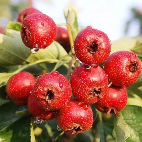 山楂树大树山楂树苗嫁接果树苗甜山楂苗带土球南方北方盆栽地栽