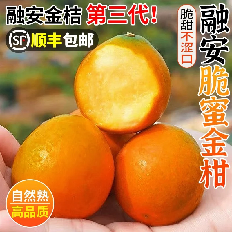 【现摘现发】广西融安脆蜜金桔新鲜水果桔子当季甜脆无籽多汁家庭装