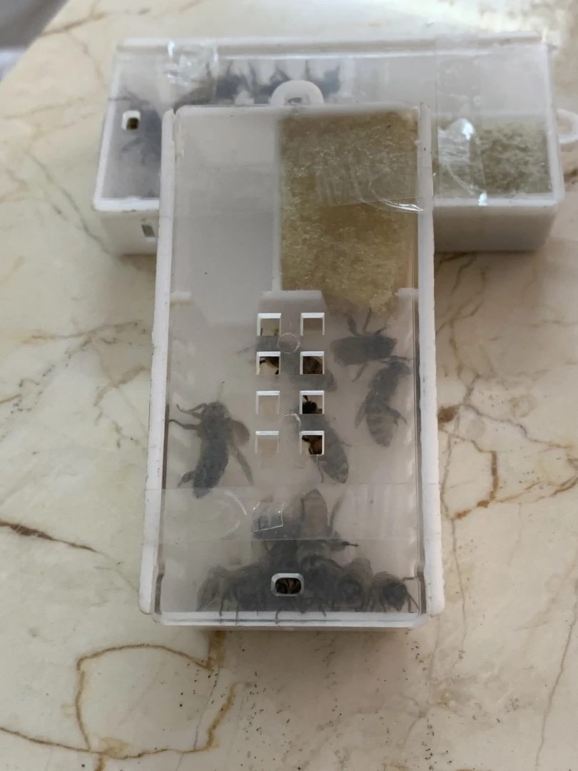 中蜂优质开产王笼