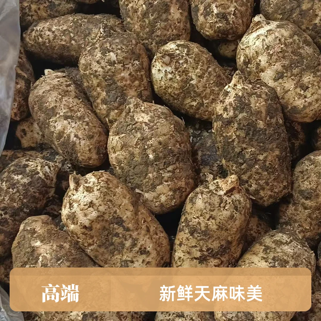 {新鲜天麻}正宗云南昭通小草坝新鲜湿乌天麻煲汤炖肉美味产地直发