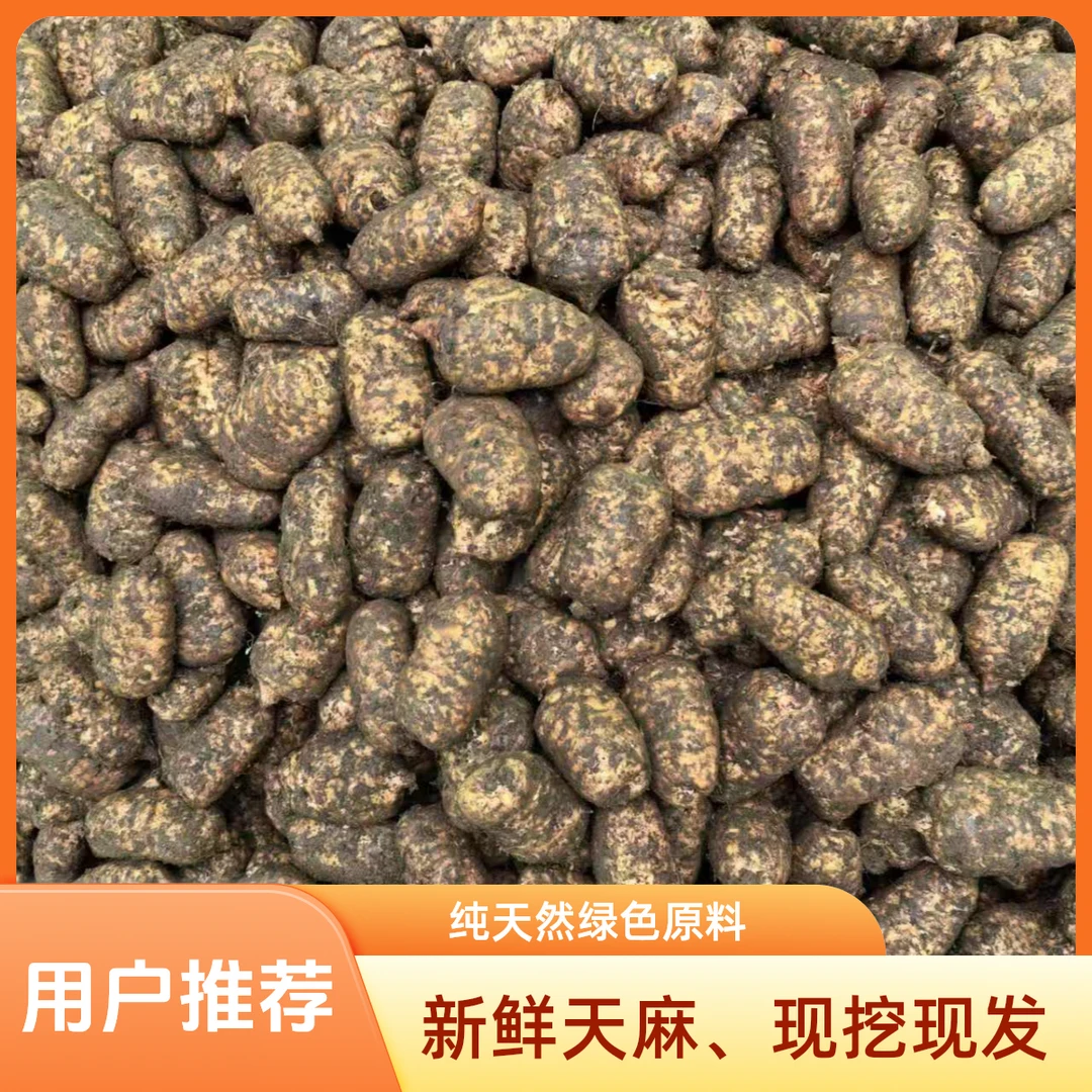 【新鲜天麻】正宗云南昭通现采挖新鲜乌天麻、活天麻、湿天麻煲汤炖肉